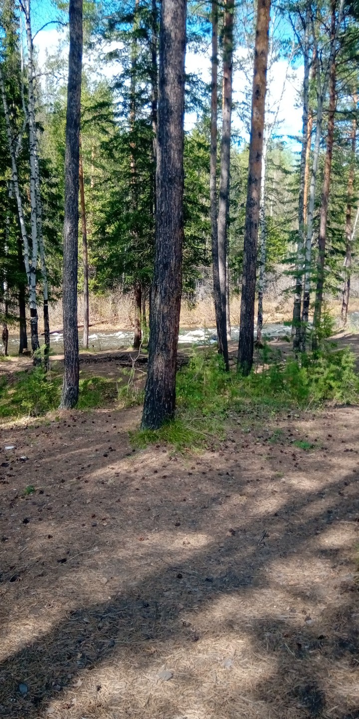 лес, природа