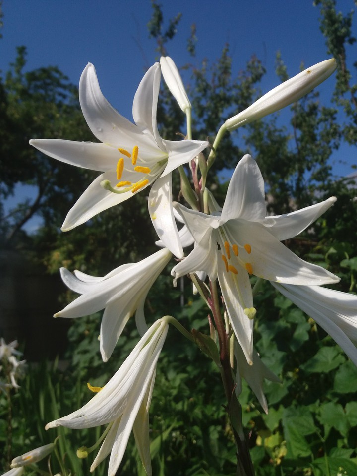 White lily
