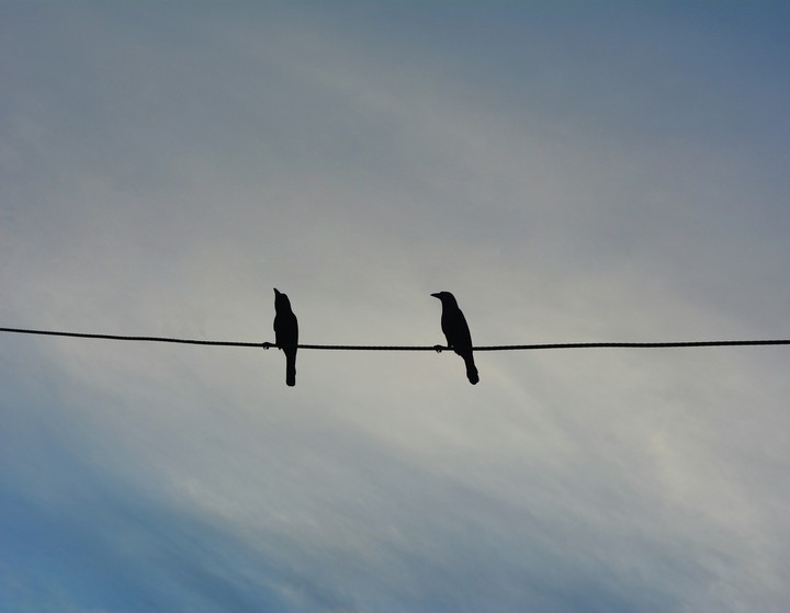 Crow