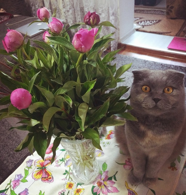 cat flowers