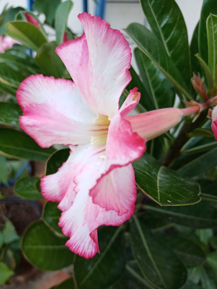 Adenium