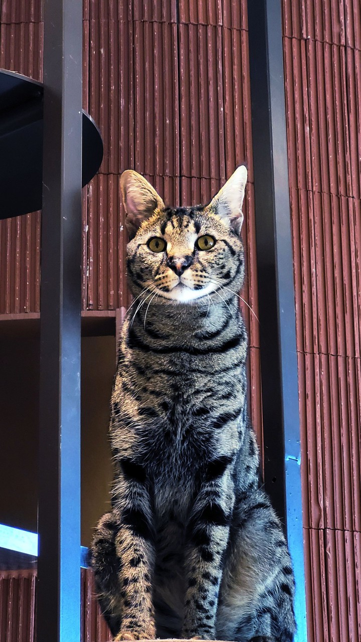 cat