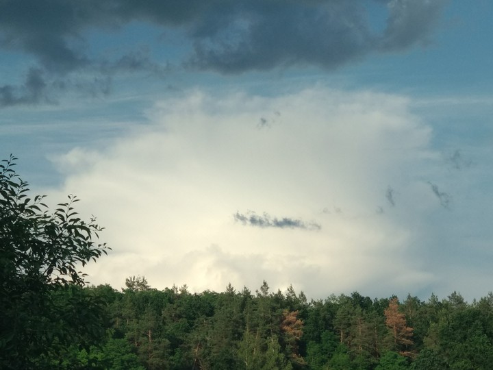 Near the forest~