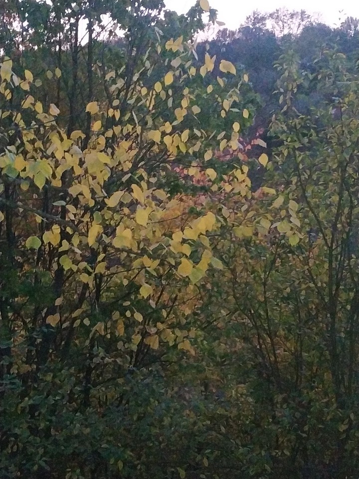 autumn leaves