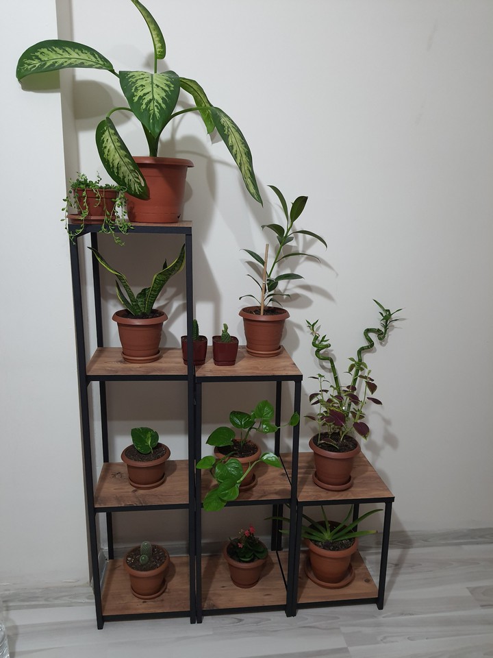 plant