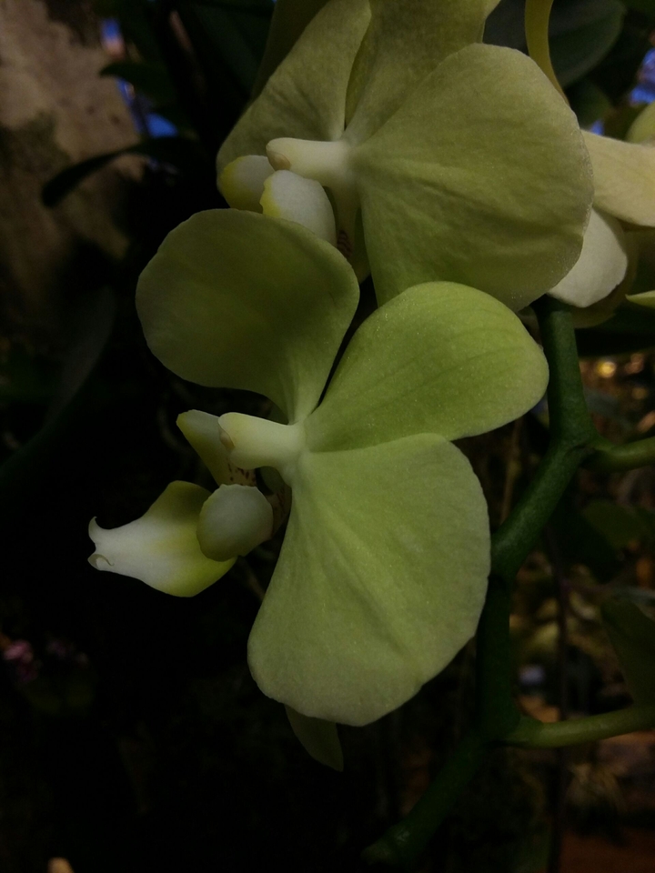 Lime color flower