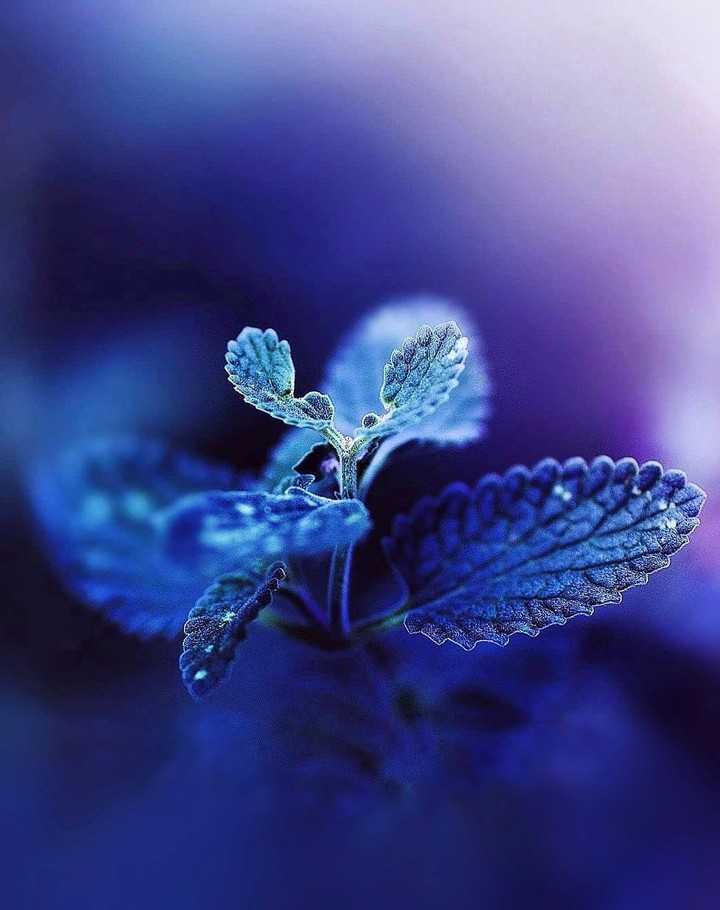 indigo