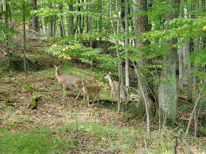 Wisconsin Deer