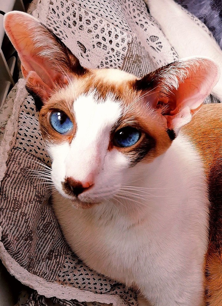 cat