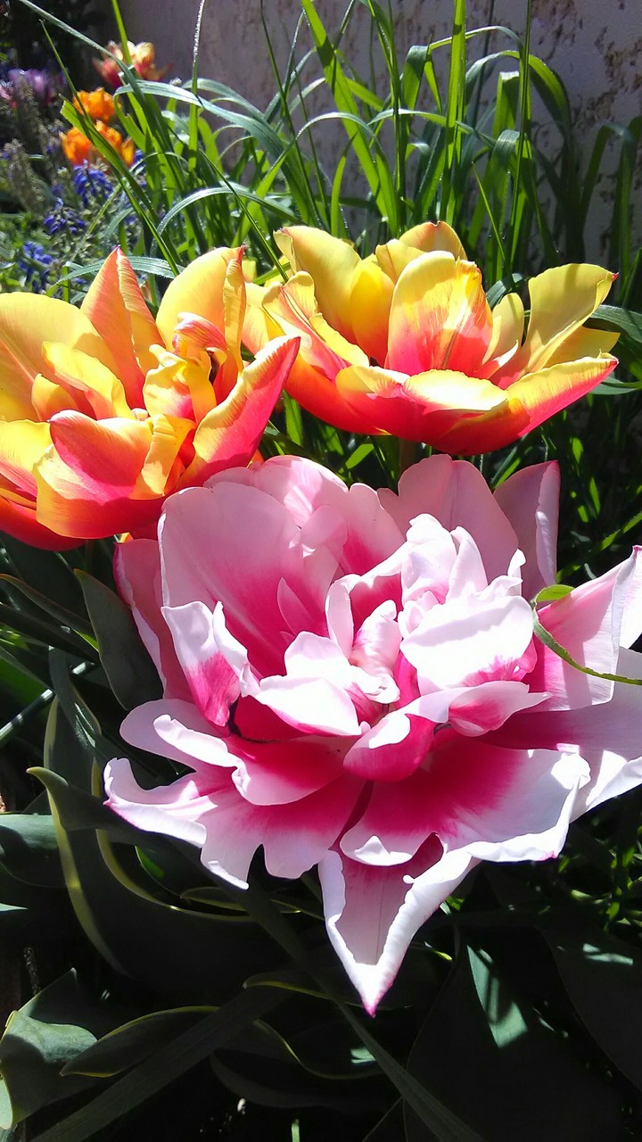 Flower