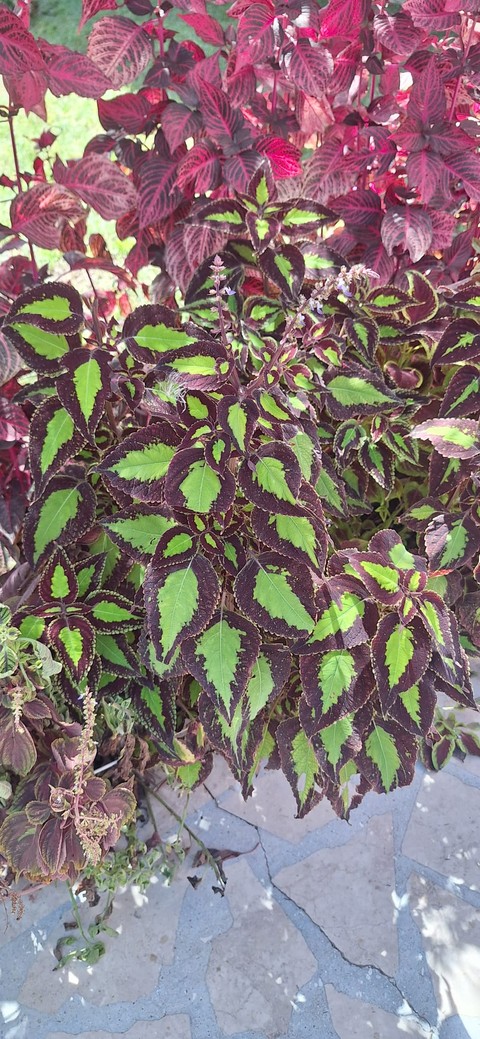 sfondi spurges, amaranthaceae