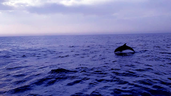 delfin in the ocean