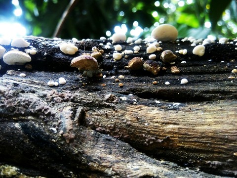 woods
