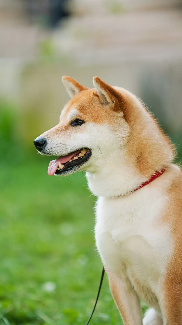 MY LOVELY PET DOG