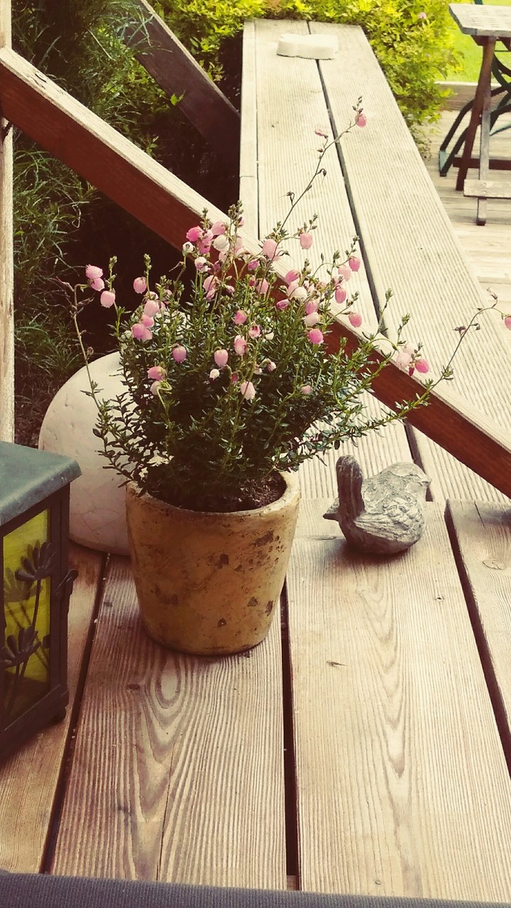 blume