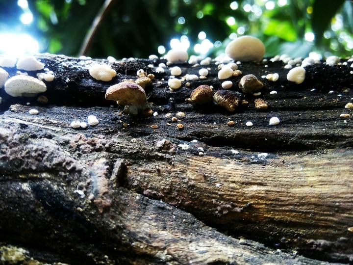 woods