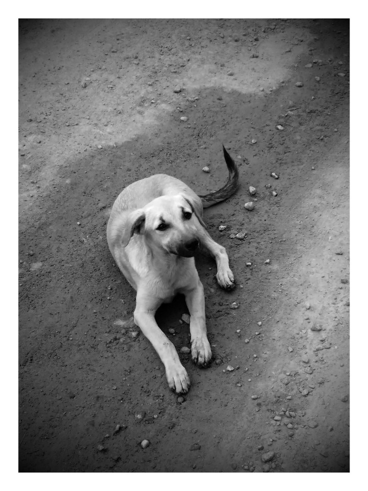 vintage dog