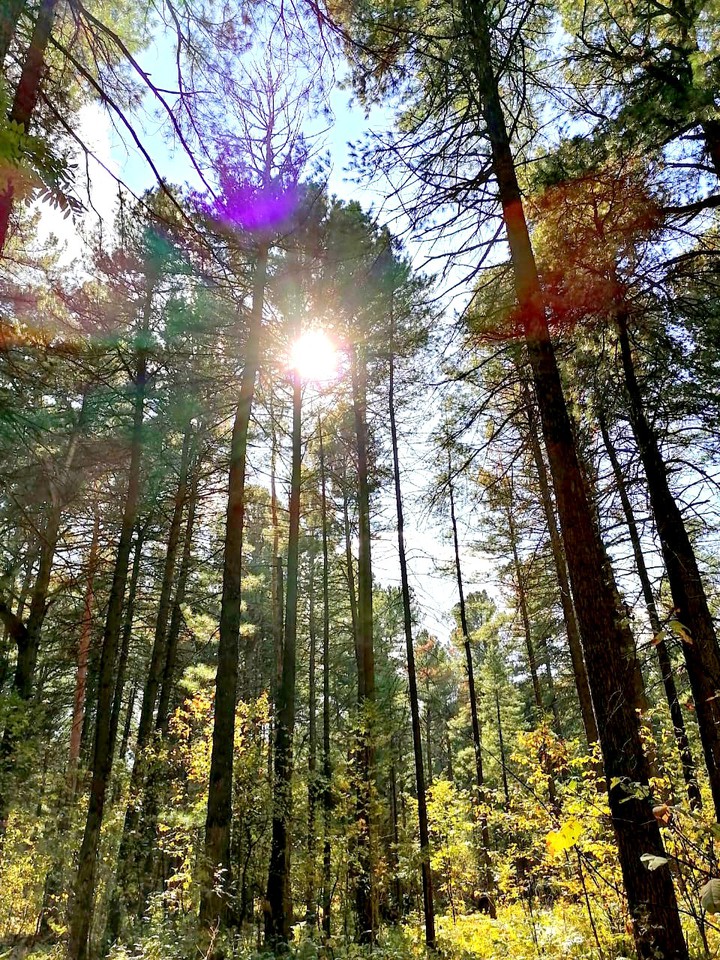 forest