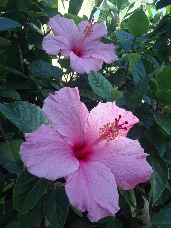 pink flowers
