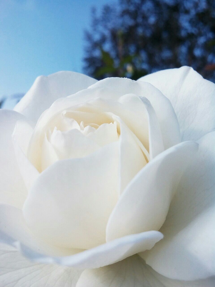 Morning's withe Rose...