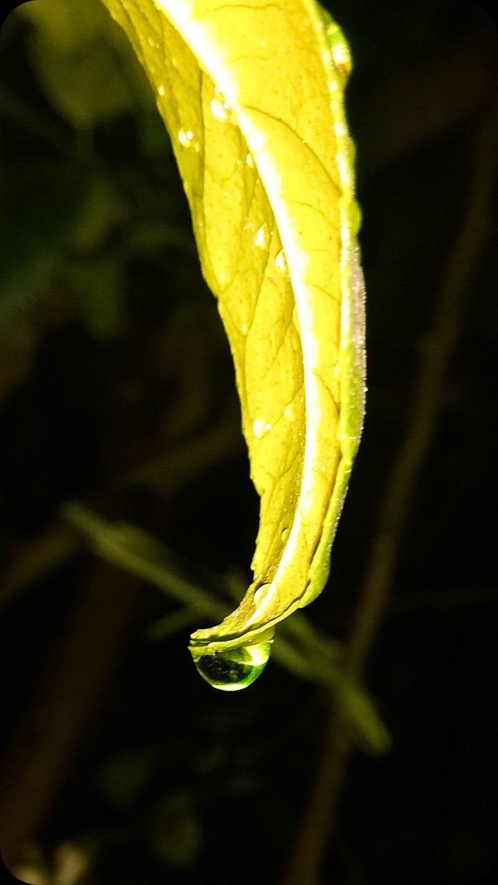 dew...