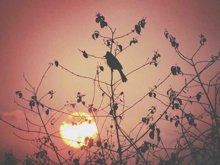 peachy sky