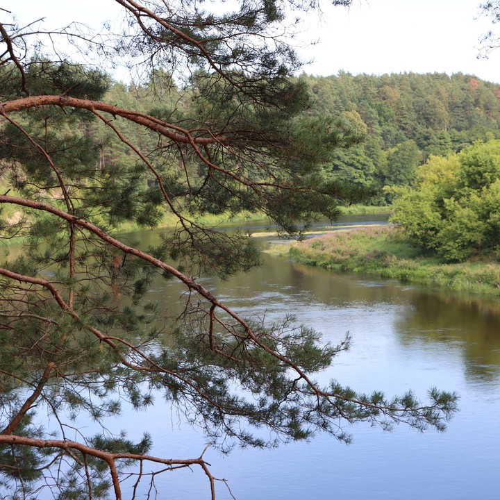 forest