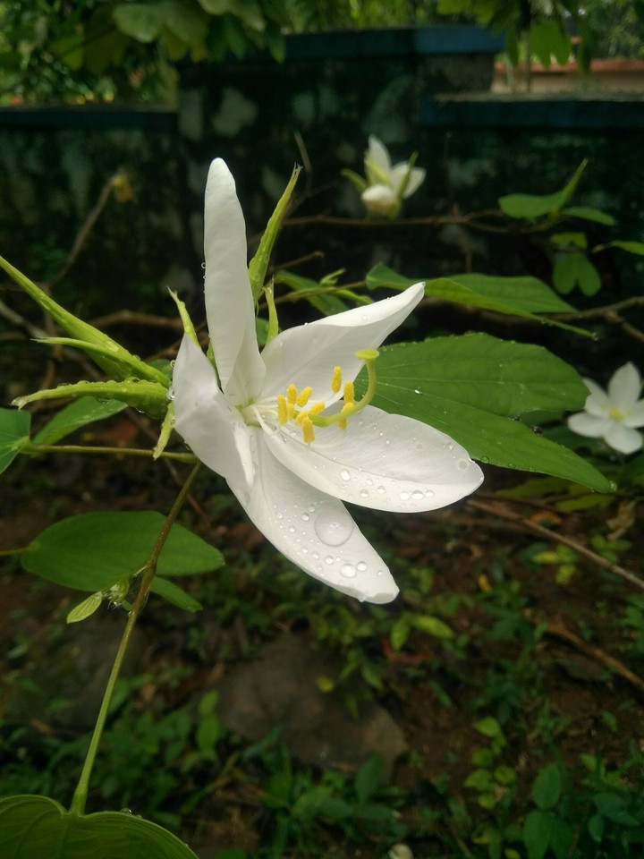 flower #1
