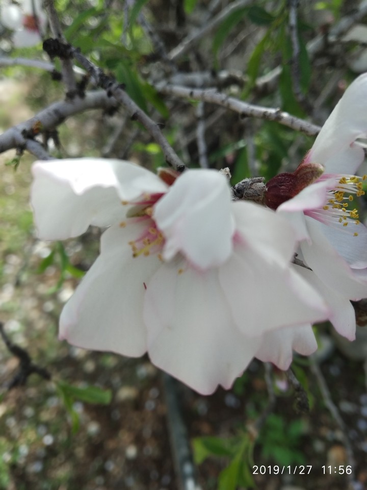 nice flower