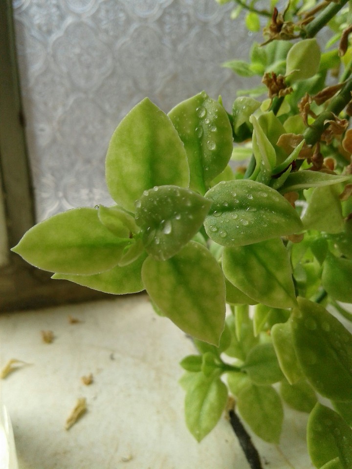 Domestic plants