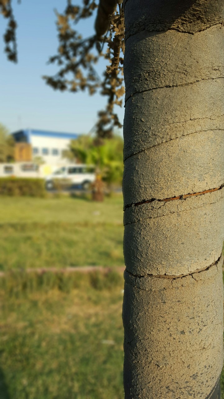 tree foucs