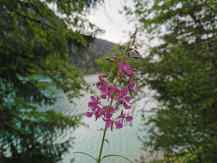 Petit fleur ? ?