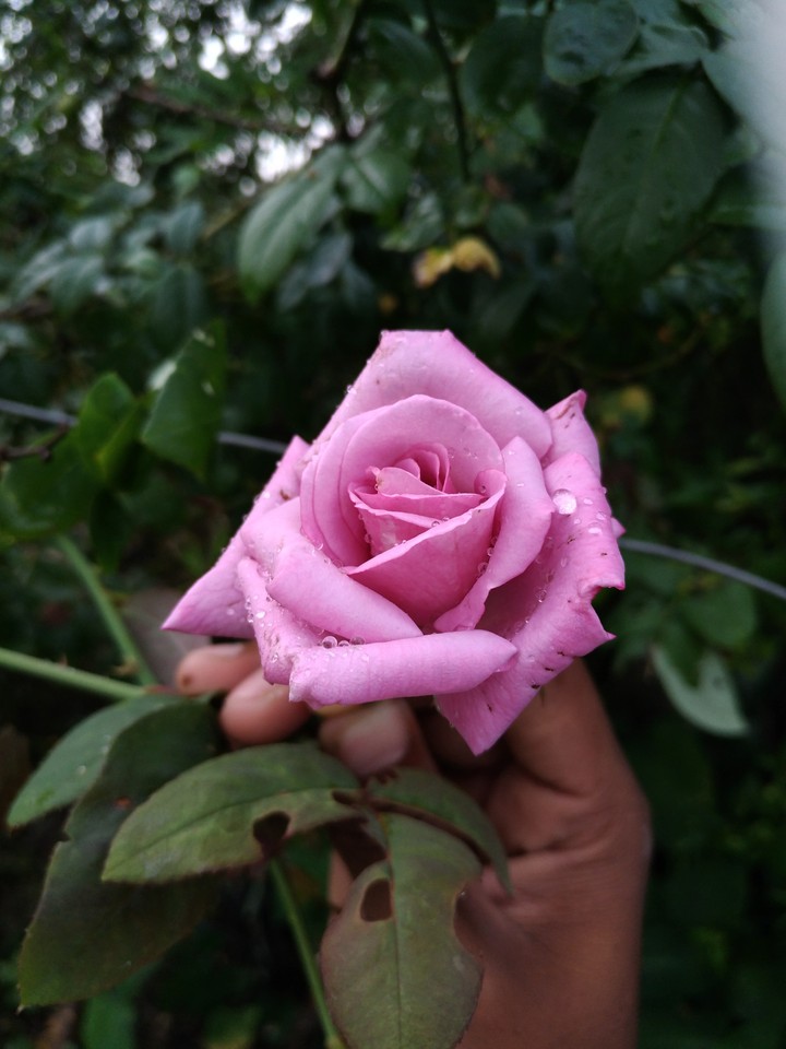 Beautiful Rose