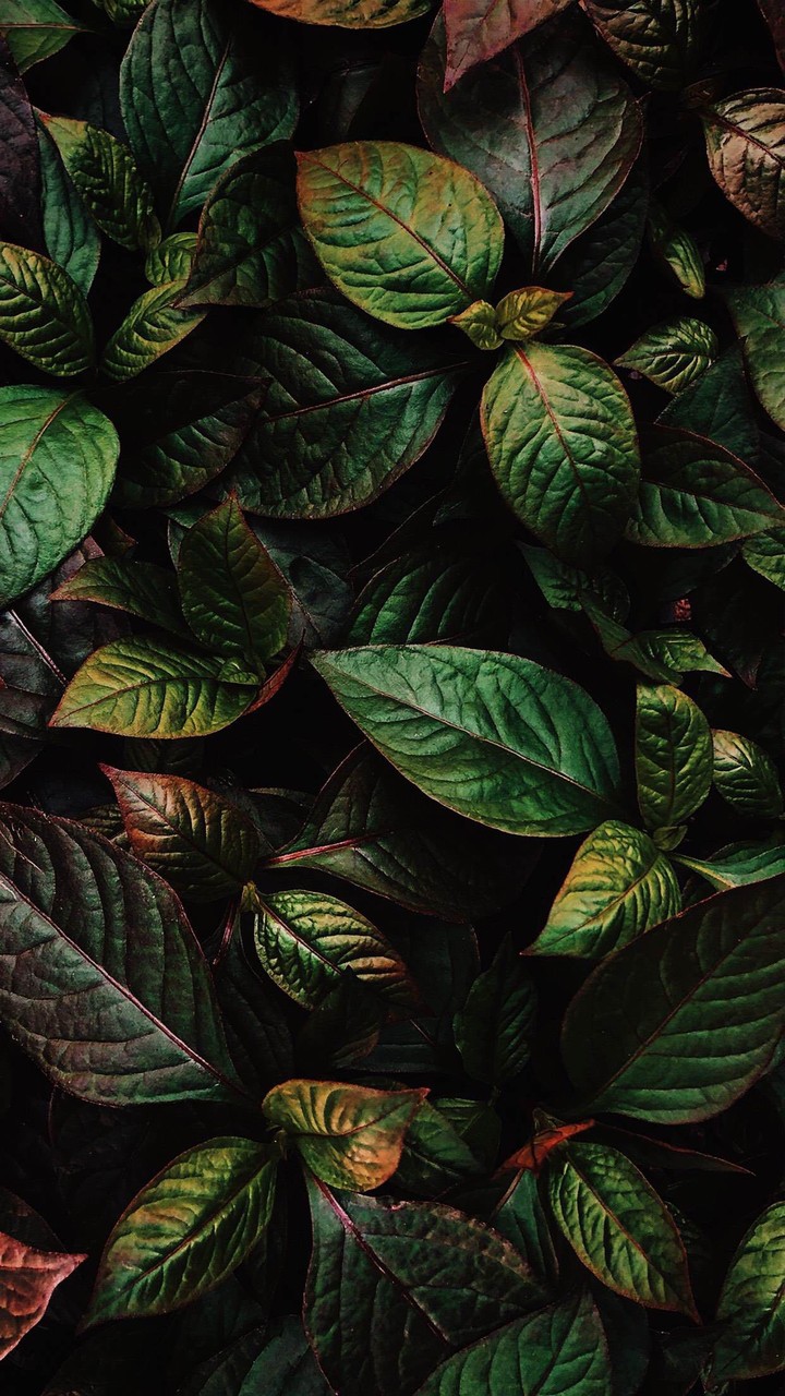 leafs