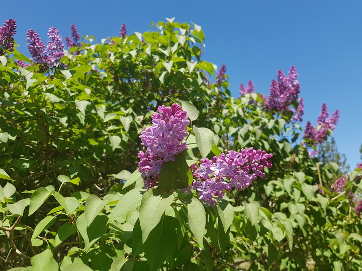 Lilac