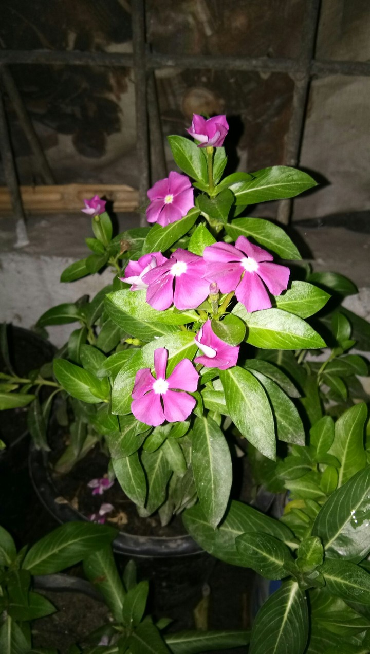 bungaku