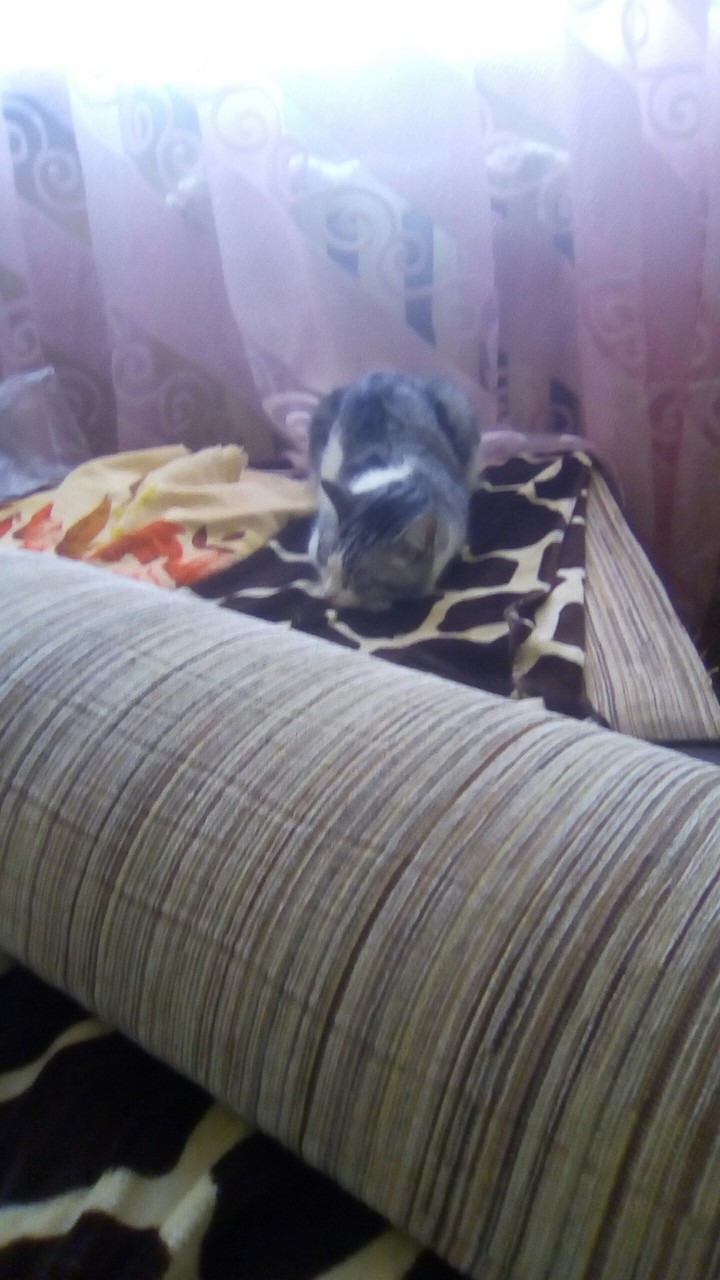 кошка так спит