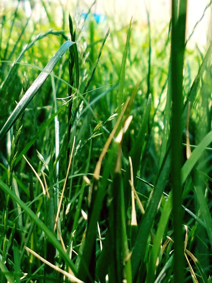 Grass