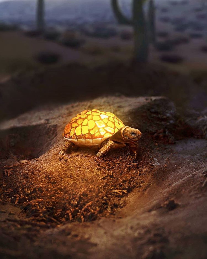 Turtle