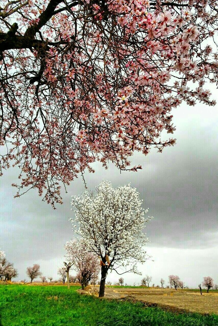 spring