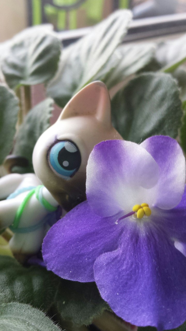 my lps
