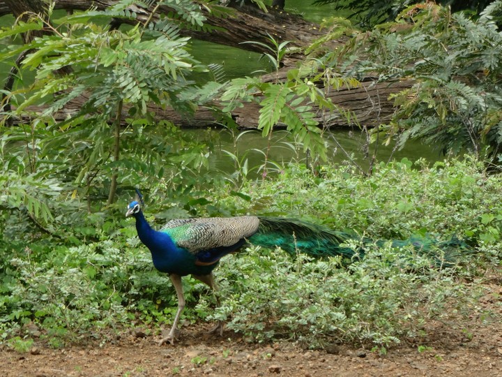 peacock