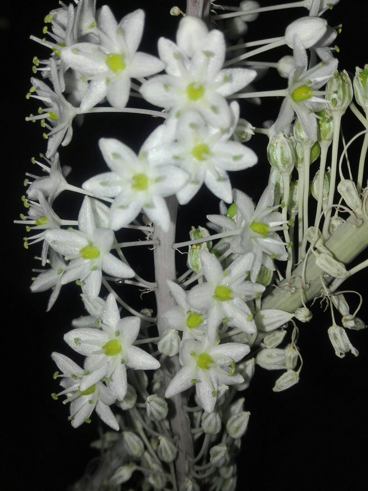 plant ansal