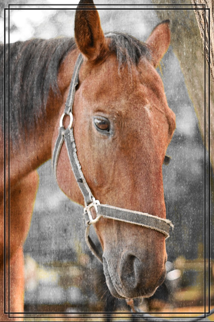 Horse...