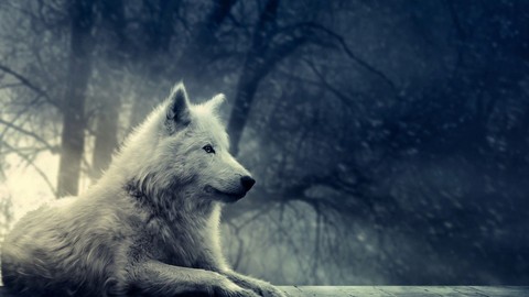 Calm Wolf