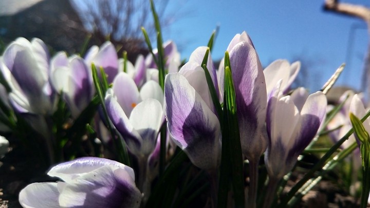 flowers