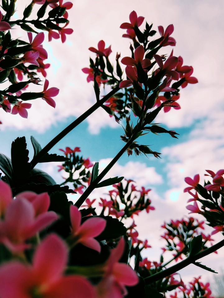 Spring sky