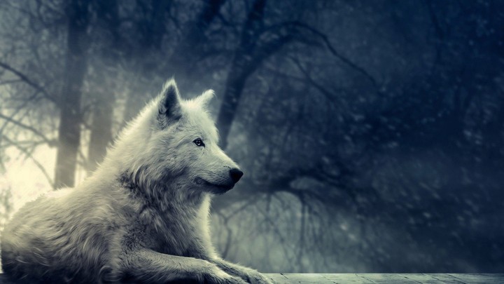 Calm Wolf