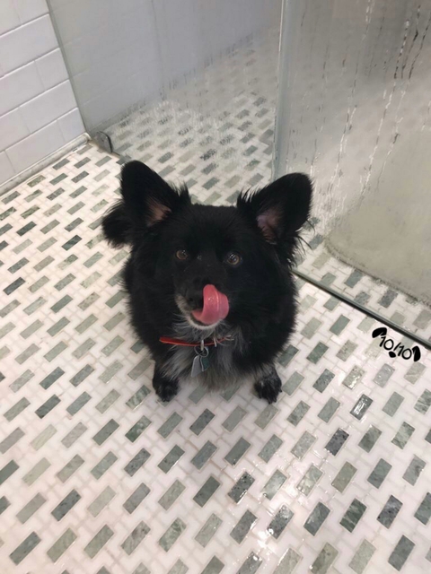 dog