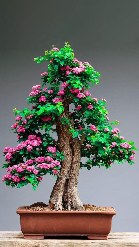 tapety flower, trunk